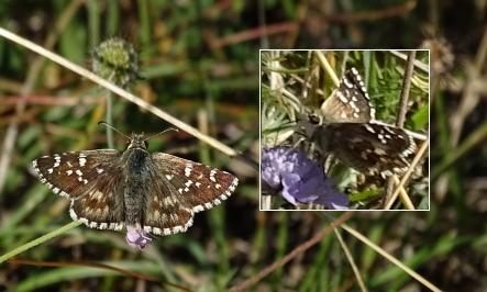 Réf. 214 339 : Pyrgus cirsii